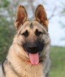 Rin Tin Tin Supports the Rabies Challenge Fund